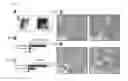 Fig. 06 - Compositions and methods for detecting and treating colorectal cancer
