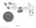 Fig. 07 - Magnetic nanocompositions for highly sensitive molecular and cellular enrichment, purification and detection