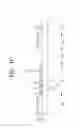 Fig. 15 - Method of manufacturing mother substrate assembly