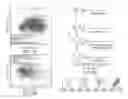 Fig. 16 - Method of reconstituting cellular spectra useful for detecting cellular disorders