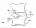 Fig. 01 - TRANSPEDICULAR ACCESS TO THE INTERVERTEBRAL DISC SPACE FOR DISCECTOMY, END PLATE PREPARATION, AND INTERBODY FUSION