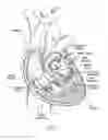 Fig. 02 - Rapid deployment methods for prosthetic heart valves