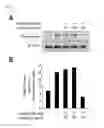 Fig. 07 - Method for Preparing 3,6-Anhydro-L-Galactose, And Use Thereof