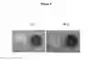 Fig. 04 - Pigment compositions comprising anthocyanic vacuolar inclusions
