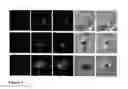 Fig. 04 - Method of screening anti-plasmodial activity of acriflavin and acriflavin as an anti-malarial agent