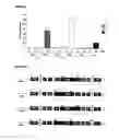 Fig. 02 - Reverse genetics of negative-strand RNA viruses in yeast