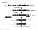 Fig. 03 - Reverse genetics of negative-strand RNA viruses in yeast