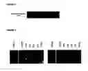 Fig. 05 - Reverse genetics of negative-strand RNA viruses in yeast