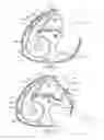 Fig. 02 - Dry powder inhalers