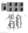 Fig. 02 - Apparatus, systems, and methods for modular soft robots