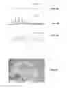 Fig. 07 - PACKAGING MATERIALS DERIVED FROM RENEWABLE RESOURCES AND INCLUDING A CYCLODEXTRIN INCLUSION COMPLEX