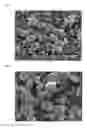 Fig. 04 - Silicon carbide powder comprising alpha phase silicon carbide granules of trimodal particle size distribution and low impurities