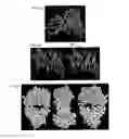 Fig. 09 - METHODS FOR THE HUMANIZATION OF ANTIBODIES AND HUMANIZED ANTIBODIES THEREBY OBTAINED
