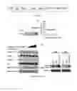 Fig. 02 - Multifunctional nanobodies for treating cancer