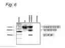 Fig. 08 - MODULATION OF EXON RECOGNITION IN PRE-MRNA BY INTERFERING WITH THE SECONDARY RNA STRUCTURE