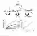 Fig. 02 - BINDING-INDUCED FORMATION OF DNA THREE-WAY JUNCTIONS FROM NON-DNA TARGETS