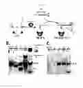 Fig. 05 - BINDING-INDUCED FORMATION OF DNA THREE-WAY JUNCTIONS FROM NON-DNA TARGETS