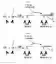 Fig. 09 - BINDING-INDUCED FORMATION OF DNA THREE-WAY JUNCTIONS FROM NON-DNA TARGETS