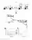 Fig. 16 - BINDING-INDUCED FORMATION OF DNA THREE-WAY JUNCTIONS FROM NON-DNA TARGETS