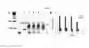 Fig. 25 - BINDING-INDUCED FORMATION OF DNA THREE-WAY JUNCTIONS FROM NON-DNA TARGETS