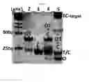 Fig. 27 - BINDING-INDUCED FORMATION OF DNA THREE-WAY JUNCTIONS FROM NON-DNA TARGETS