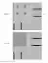 Fig. 25 - Layered structure, thin film transistor array, and method of manufacturing the same