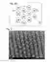 Fig. 06 - Three-dimensional gallium nitride (GaN) pillar structure light emitting diode (LED)