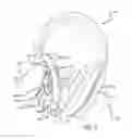 Fig. 06 - Headphones with rotatable ear cup