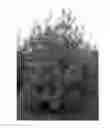 Fig. 01 - Apricot tree named 'NJA152'