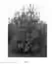 Fig. 02 - Apricot tree named 'NJA152'