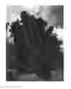 Fig. 01 - Avocado tree named 'LALI'