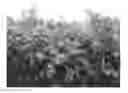 Fig. 01 - Raspberry plant named 'Gleam'