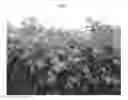 Fig. 02 - Raspberry plant named 'Gleam'