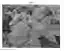 Fig. 03 - Raspberry plant named 'Gleam'