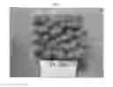 Fig. 04 - Raspberry plant named 'Gleam'