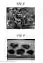 Fig. 06 - EGG SETTLEMENT INDUCING SUBSTRATE FOR SHELLFISH, AND SHELLFISH SEED COLLECTION METHOD AND CULTURE METHOD USING SAME