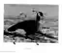 Fig. 03 - Silhouette Decoy With Three-Dimensional Head