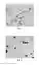 Fig. 02 - Antimicrobial Composition