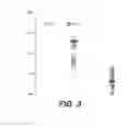 Fig. 06 - Compositions and methods comprising C16:1n7-palmitoleate