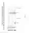 Fig. 28 - NATURAL KILLER CELLS AND USES THEREOF
