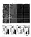 Fig. 06 - Surface modified polymeric nanofiber substrates by plasma treatment and fabrication process for the same