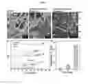 Fig. 08 - Surface modified polymeric nanofiber substrates by plasma treatment and fabrication process for the same
