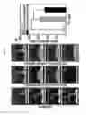 Fig. 10 - Surface modified polymeric nanofiber substrates by plasma treatment and fabrication process for the same