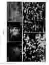Fig. 12 - Surface modified polymeric nanofiber substrates by plasma treatment and fabrication process for the same