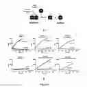 Fig. 07 - Protease-based biosensor