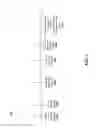 Fig. 04 - Homomorphic passcode encryption