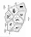 Fig. 06 - Biomarker evaluation through image analysis