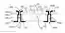 Fig. 01 - Compliant bipolar micro device transfer head with silicon electrodes