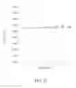 Fig. 07 - SEMICONDUCTOR DEVICE AND METHOD OF REMOVING SPACERS ON SEMICONDUCTOR DEVICE