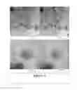 Fig. 02 - Internal structured self assembling liposomes